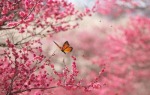 Blossom with butterfly
