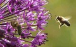 Allium with bee