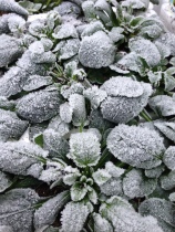 Frosty Pansies