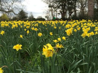 Daffodils_in_Spring